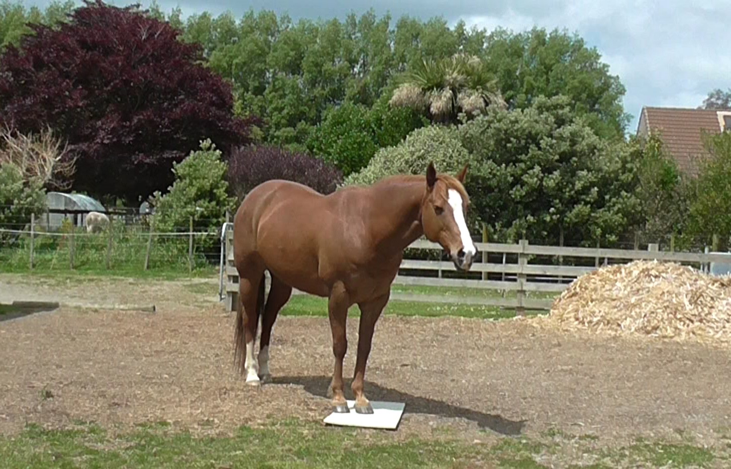 mat cameo boots 10-30-2017_122916